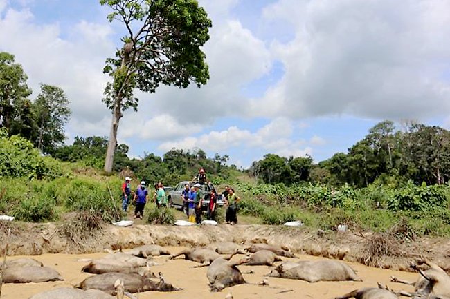 borneo_bulletin's tweet photo. The mysterious deaths of 36 buffaloes in Kg Katimahar prompted an investigation by the Agriculture and Agrifood Department. Results from the investigation suggest that the animals may have drowned in the 7-foot deep pond which provides irrigation to surrounding farms. https://t.co/oW2KXEbt6S