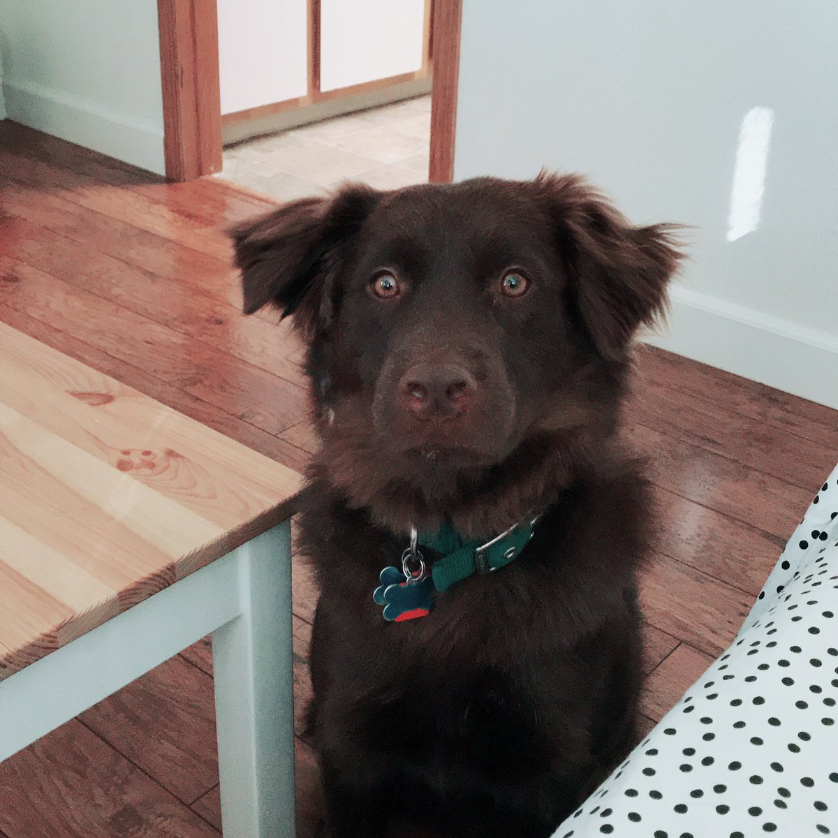 Obi_no_Ujigami's tweet photo. Anyone else refer to their pets as their familiar? Mine definitely represents a more childlike side of me. #dnd #foundfamiliar #dogs https://t.co/sPs6Qzn3lf