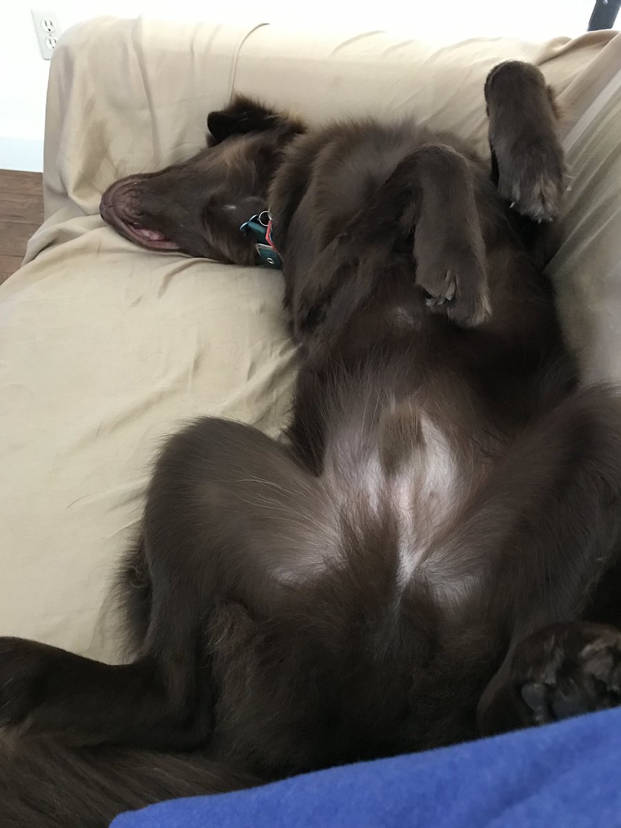 Obi_no_Ujigami's tweet photo. Anyone else refer to their pets as their familiar? Mine definitely represents a more childlike side of me. #dnd #foundfamiliar #dogs https://t.co/sPs6Qzn3lf