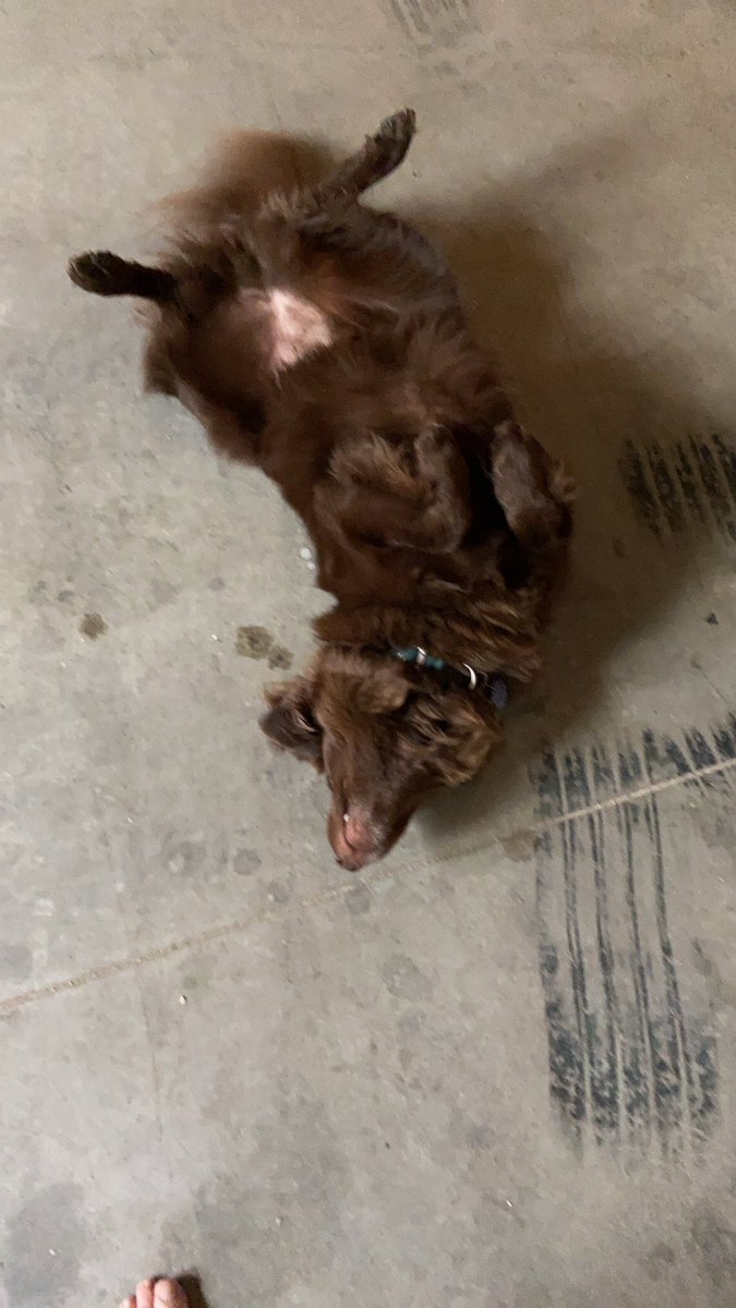 Obi_no_Ujigami's tweet photo. Anyone else refer to their pets as their familiar? Mine definitely represents a more childlike side of me. #dnd #foundfamiliar #dogs https://t.co/sPs6Qzn3lf