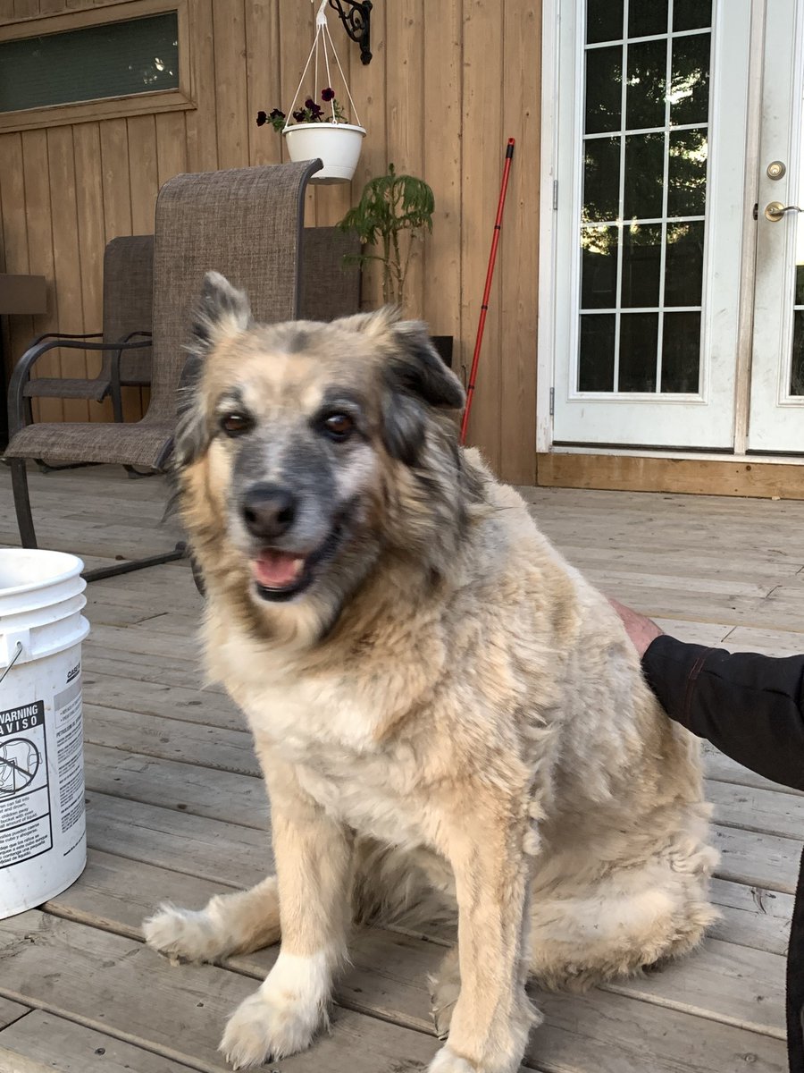 zakattak67's tweet photo. My hardest day as an adult. Lucy took a turn for the worse last night and we had to say goodbye this morning. Love u forever, Big Girl! #FatCow #SmileyJoe #LimpyJoe #OneEar https://t.co/cd2i9HkV8o