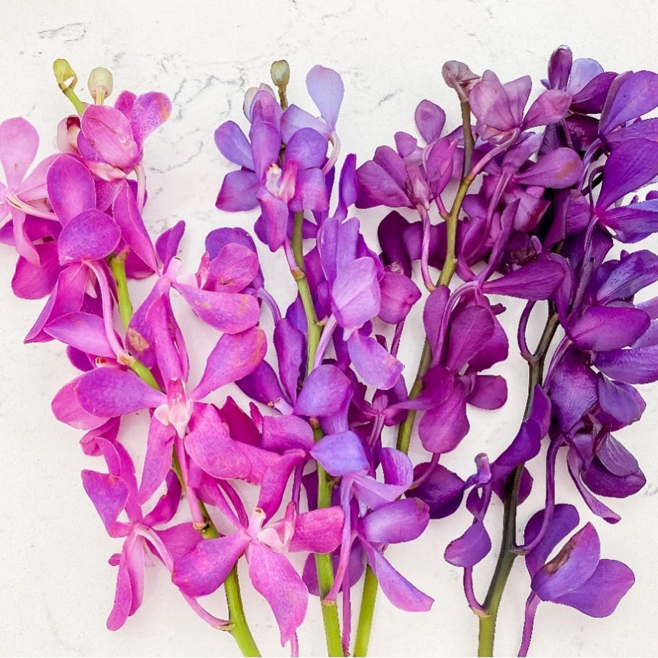 Bradley_Beck's tweet photo. Marvelous mokara orchids. Color shifting at its finest. Far left=natural. Next, our Just For Flowers-Delphinium Blue 137, then Purple Pansy 138, THEN Delphinium Blue & Purple Pansy get layered TOGETHER. H/T @blumehaus_fineflowers for sharing their recipe. #orchids #colorshifting https://t.co/FShZzcJ29F