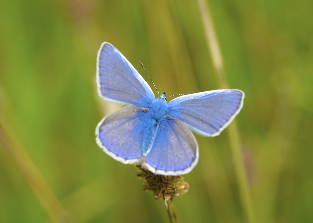 Hannam79's tweet photo. Stunning colours on these Common Blue butterflies in the local nature reserve 🦋#ButterflyDays #TwitterNatureCommunity #Macro https://t.co/J22m6Fc7IP