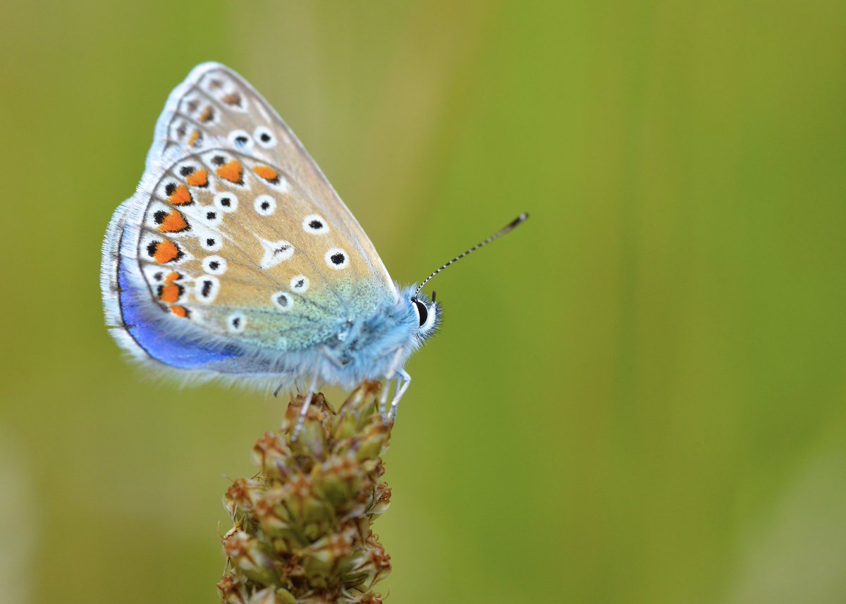 Hannam79's tweet photo. Stunning colours on these Common Blue butterflies in the local nature reserve 🦋#ButterflyDays #TwitterNatureCommunity #Macro https://t.co/J22m6Fc7IP