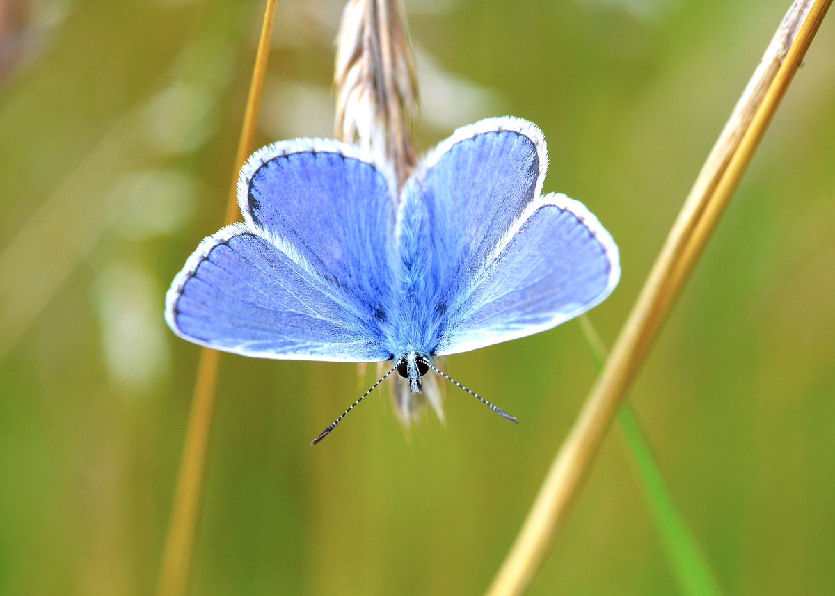 Hannam79's tweet photo. Stunning colours on these Common Blue butterflies in the local nature reserve 🦋#ButterflyDays #TwitterNatureCommunity #Macro https://t.co/J22m6Fc7IP