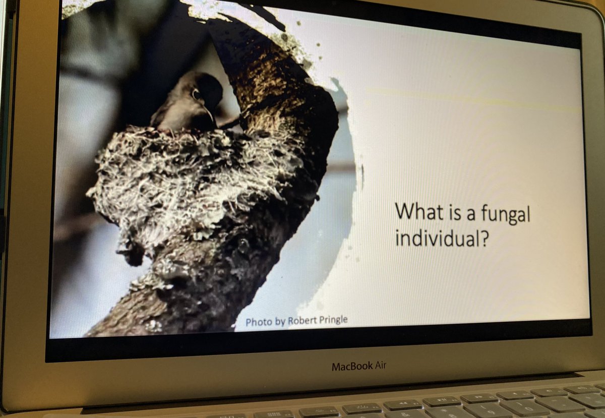 noramushrooms's tweet photo. Loving A Pringleโs talk on lichens and fungal individuals for her Presidential Address at #MSAfungi20 #PringleLab Get it, Anne! https://t.co/sZqrnnJSbr