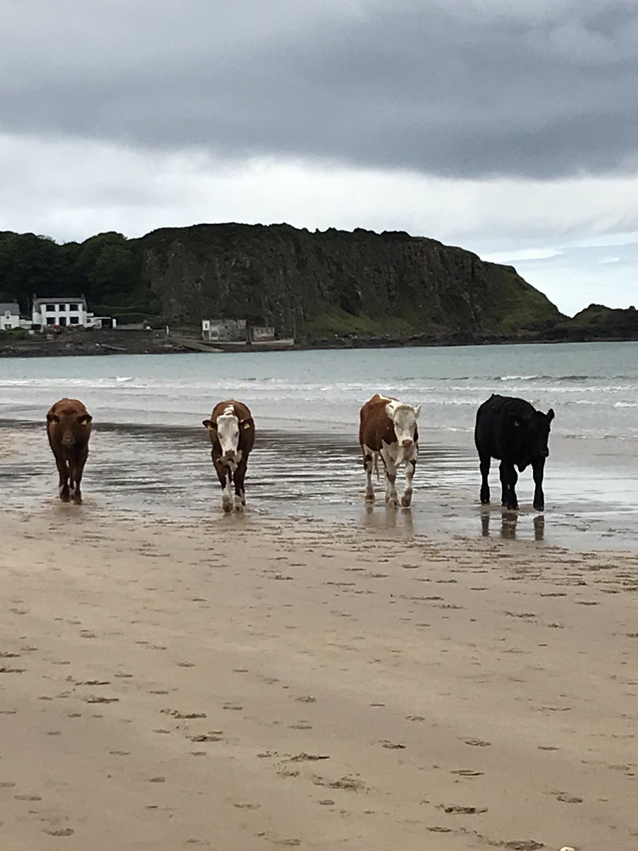 PhilipPierson's tweet photo. New tourists to replace the yanks at portbradden https://t.co/6nmRGcfnxp