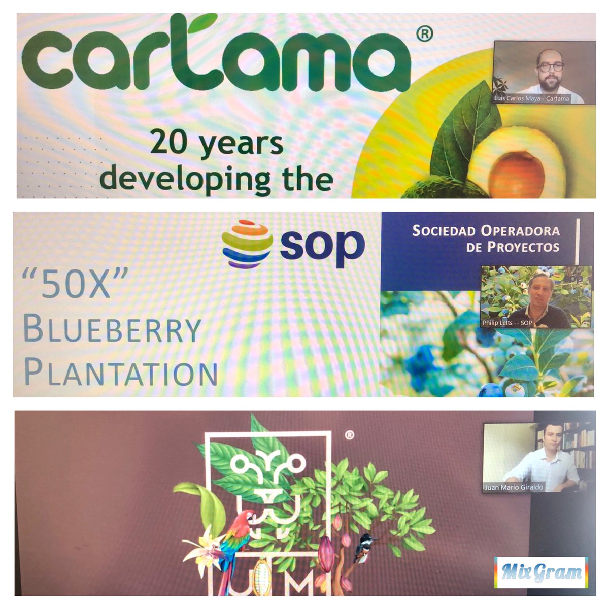 PaoGBarreneche's tweet photo. Hoy @PROCOLOMBIACO lanza el 1er #ProColombiaPitchSession para el sector agroindustrial.  Más de 100 inversionistas conociendo 3 proyectos de arándanos, cacao y aguacate hass de las regiones de Boyacá, Antioquia y Santander. @FlaviaSantoroT #InvestInColombia https://t.co/fD1dEqleZj