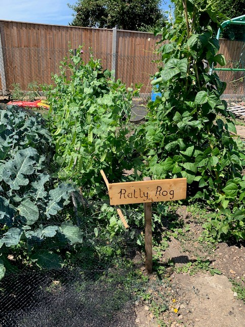 PardyJess's tweet photo. One of our lovely Mansbridge allotment holders has made wooden signs for everybody's plot and they look fantastic! 

And the wonderful Mike and Becky here showing off the amazing progress they have made on their plot in the last few months #community  #gardening #allotment https://t.co/uhGVJgxqCe