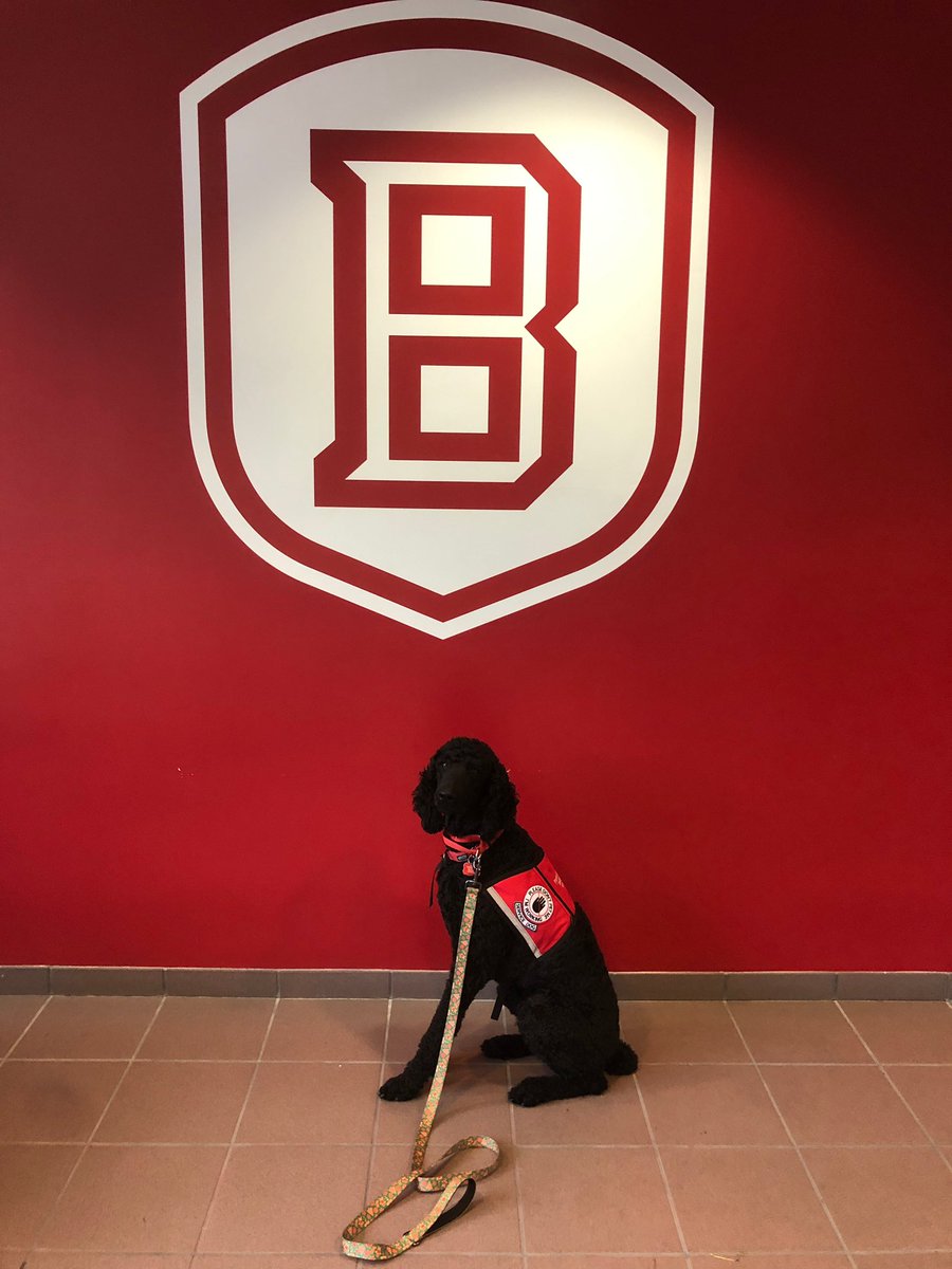 wagsformags's tweet photo. Just 5 weeks until classes begin, Braves๐ Our pups and trainers are so excited to be back on campus visiting with all the new and familiar faces! The end of August just canโt come soon enough๐คฉ #5weeks #bradleybound #braves #dogsintraining https://t.co/Nz5rT1ILrK