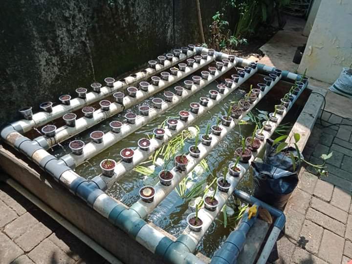 Ketika lockdown Maret kami membuat kolam kecil ini di samping rumah. Diisi bibit patin. Air di dasar kola. Dinaikan ke atas utk pupuk kangkung. Dan kemarin kami mulai panen patinnya gede gede. Lumayan banget bisa makan patin segar tidak bau tanah krn airnya bersih.