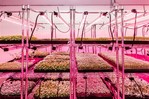 EarthAccounting's tweet image. #Detroit indoor farm will deliver 1000 ready-to-eat salads a day hortidaily.com/article/923753… #logistsics