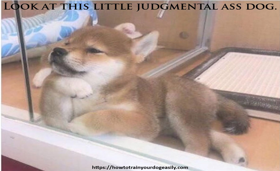 FNotpit's tweet photo. Look at this little judgmental ass dog.
https://t.co/DS4MsOq41M
#dogbarking #pottytrainingpuppy #dogobediencetraining #howtotrainapuppy
#howtopottytrainadog #howtotrainadog #dogtricks #howtogetadogtostopbiting
#howtogetadogtostopbarking #aggressivedogtraining
#dogbehaviortraining https://t.co/tuD63fzGc1