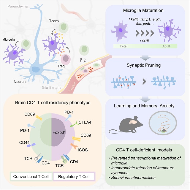  #Brain  #Tcells are known to drive  #neuroinflammation, but their existence in the healthy brain has been controversial. Using  #flowcytometry,  #singlecell and  #imaging we found that T cells were in the healthy brain of mice and humans. 2/11