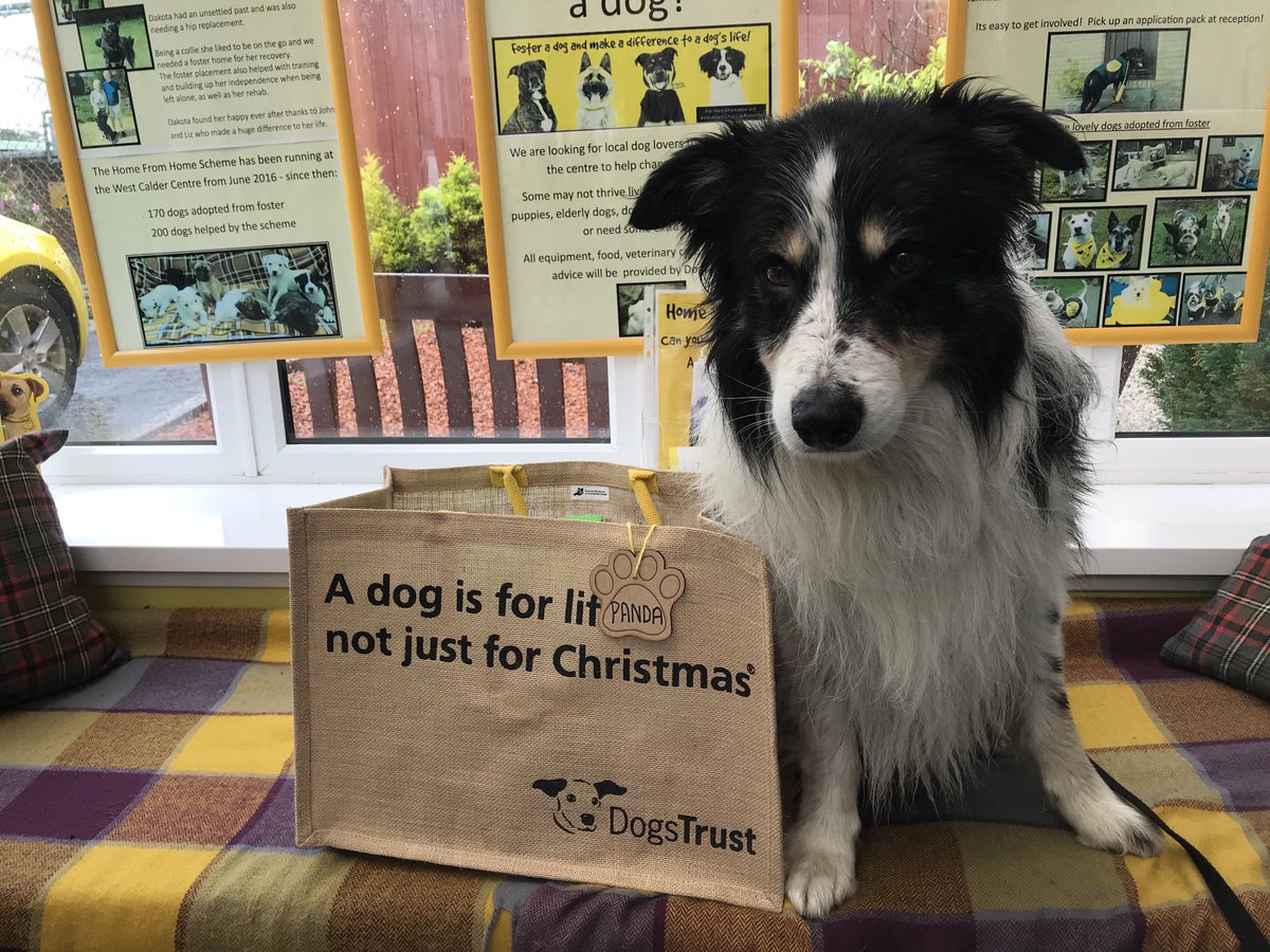 Fluffy boy Panda took a trip North today to his forever home 🏡💛 Panda has found his very own peaceful corner in the Scottish Highlands🐾🌲🌼🏴󠁧󠁢󠁳󠁣󠁴󠁿 #bagspacked #AdoptDontShop #bordercollie #highlandlife #countryboy 💙