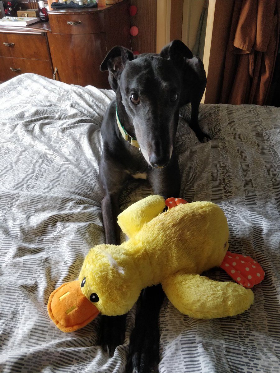 kurothehound's tweet photo. I have a new favourite toy!!! https://t.co/8hRbxm78Rl