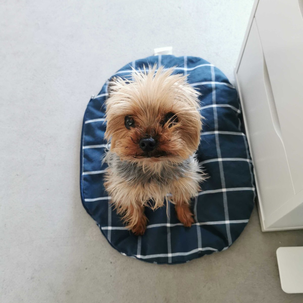 kinsta's tweet photo. Some coworkers really have no concept of personal space π Does anyone else's #WFH view look like this?
#DogsofKinsta #WFHWednesday https://t.co/TWJ9gbs6bj