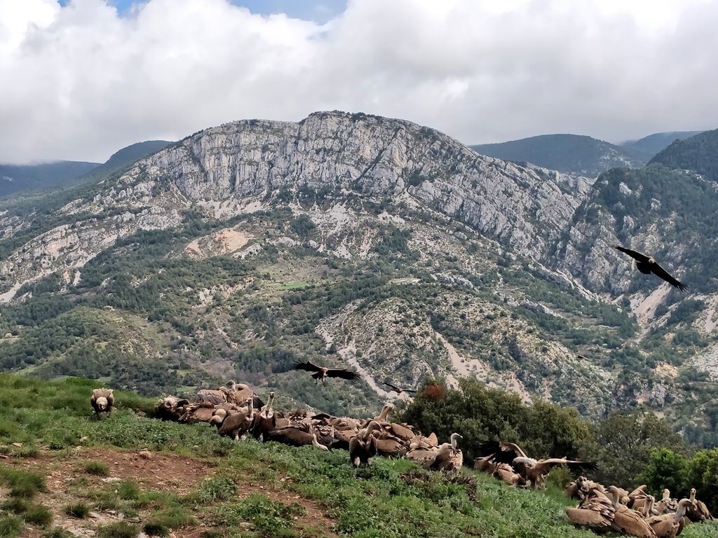 Demà dijous ens trobareu al passeig Joan Brudieu de la #Seudurgell venent llibres de natura i altres regals a l'stand d'#Aubèrria i la #FundacióCatalunyaLaPedrera en un #SantJordi2020 estival, això sí, seguint les mesures preventives contra la #Covid_19. Us hi esperem 👌