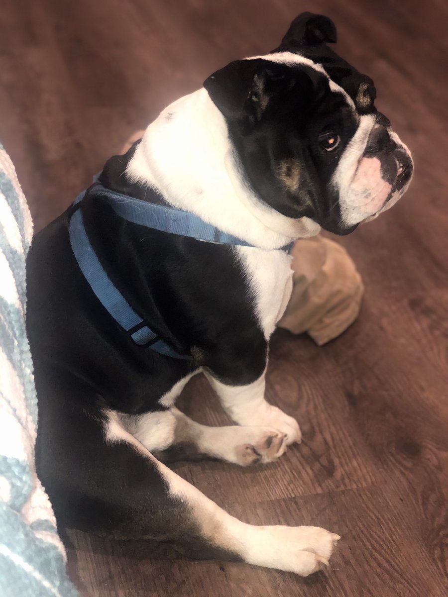MerxEmily07's tweet photo. Can we just take a second and enjoy how cute my puppers are?!😊 #pitbull #englishbulldog https://t.co/VWsj849sCN