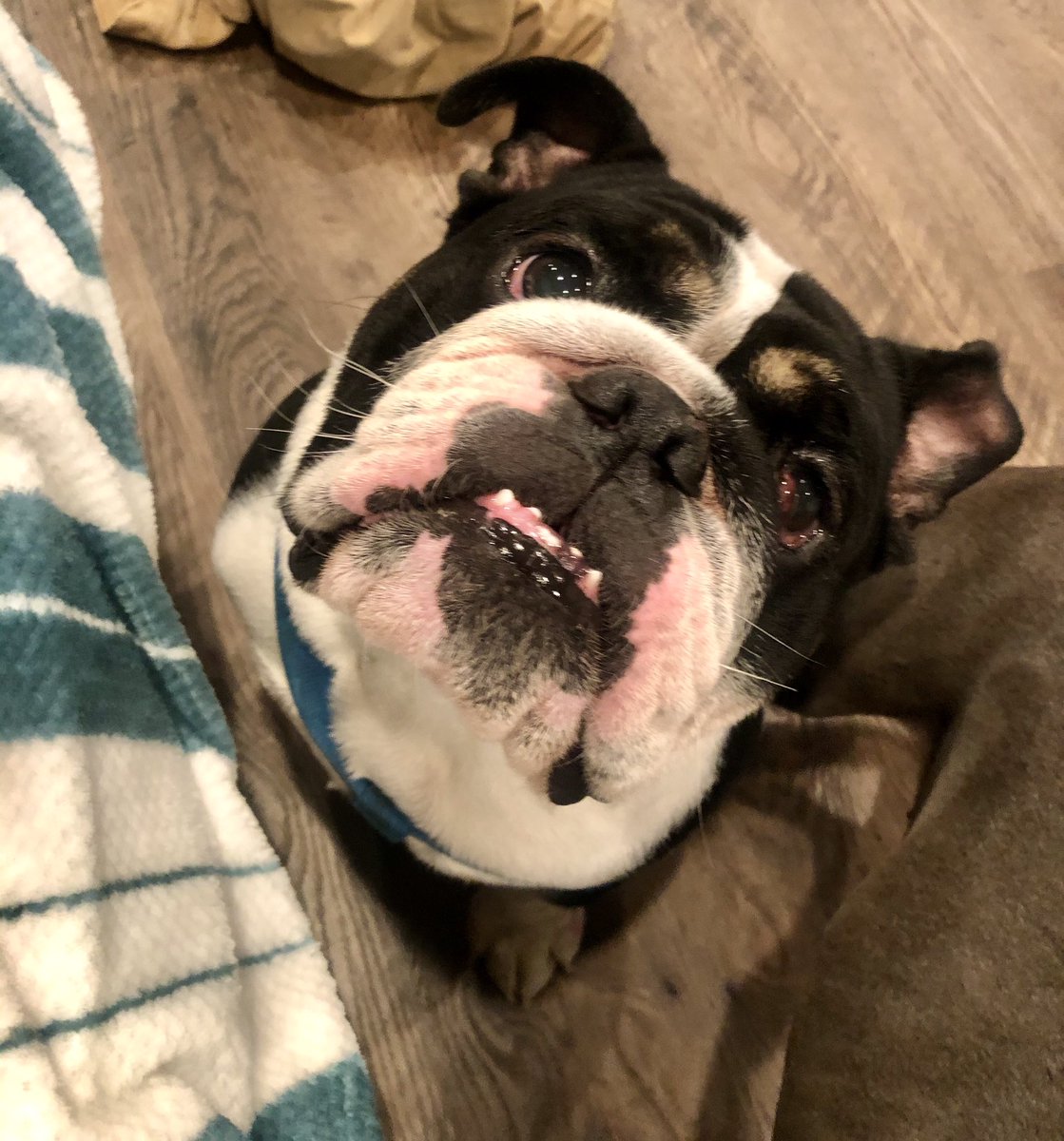 MerxEmily07's tweet photo. Can we just take a second and enjoy how cute my puppers are?!😊 #pitbull #englishbulldog https://t.co/VWsj849sCN