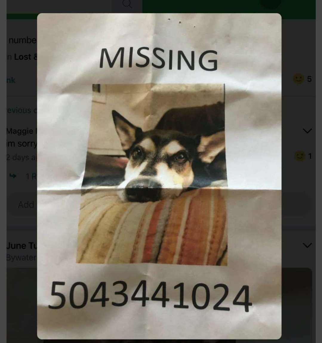 NOLAjewelry504's tweet photo. Monty's owner is frantically looking for him. He's been wandering for 3-4 days from his home in the Bywater. Sighted in Lakeview. Now on Savannah Ridge off Labarre, heading toward Metairie Rd. 
 He has a silver/ white collar. He is skittish. #nola #neworleans #nolapets https://t.co/lpoqcNVJQb