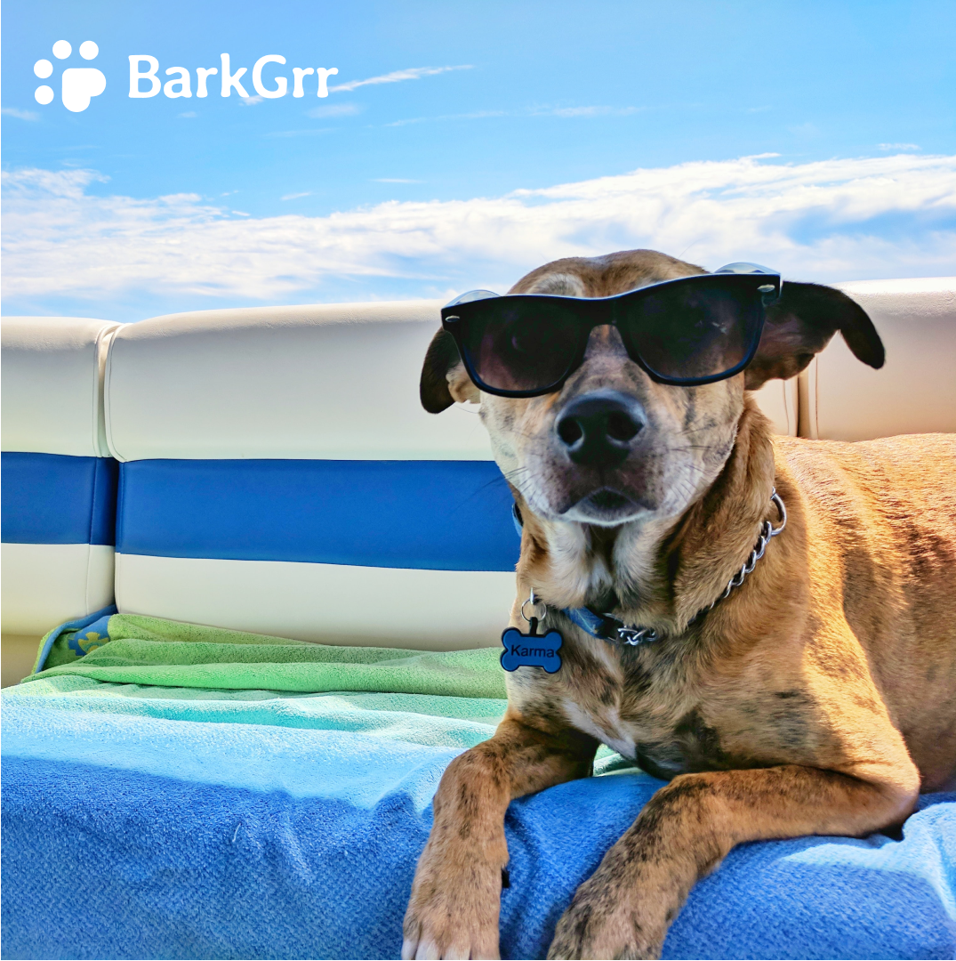 barkgrrllc's tweet photo. Dogs get sunburns, too! Apply dog-friendly SPF to sensitive areas, like the nose, ears and paws, and provide adequate shade to protect your pup’s skin.

#barkgrr #summer #pawsome #dog #dogs #puppylove #doglife #dealoftheday #photooftheday https://t.co/iiPM9sRrQj
