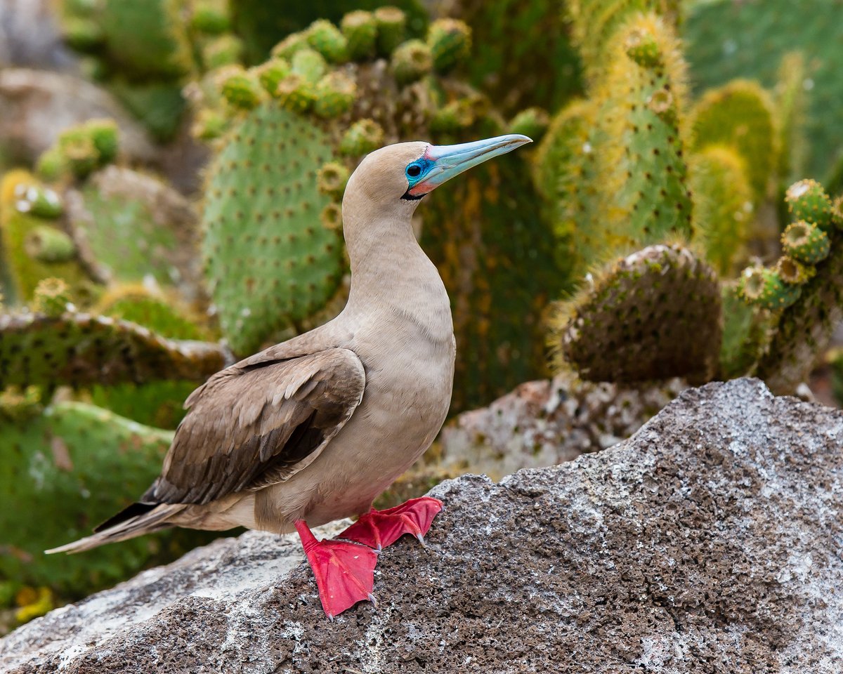ZENITHTRAVEL1's tweet photo. #Information I The Red-footed Booby is a sea bird native to the Galapagos Islands 🏝️, although it is also found in the Atlantic and Indian Oceans.
.
.
.
#ZenithTravel #ZenithEcuador #touroperators #besttravel #tour #destination #DiscoverEcuador #WelcomeToEcuador #RedFootedBooby https://t.co/TI56UkUzQ0