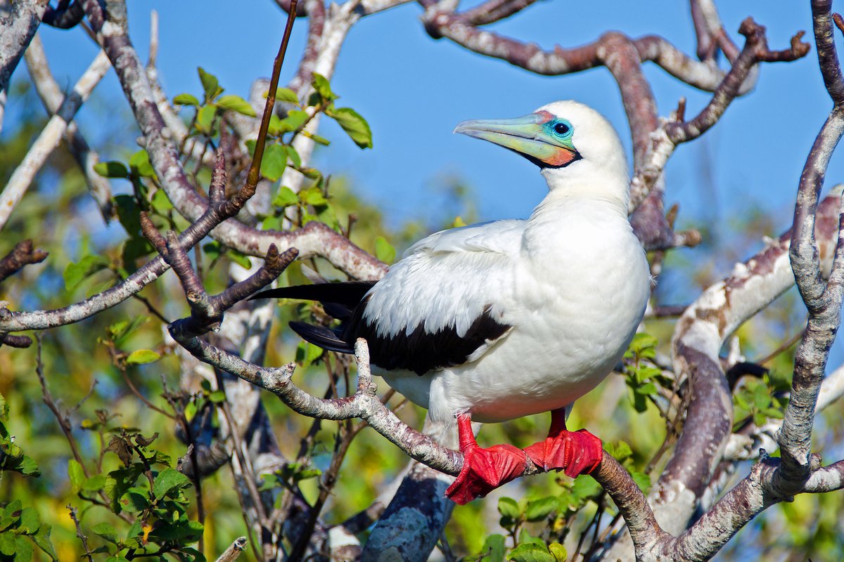 ZENITHTRAVEL1's tweet photo. #Information I The Red-footed Booby is a sea bird native to the Galapagos Islands 🏝️, although it is also found in the Atlantic and Indian Oceans.
.
.
.
#ZenithTravel #ZenithEcuador #touroperators #besttravel #tour #destination #DiscoverEcuador #WelcomeToEcuador #RedFootedBooby https://t.co/TI56UkUzQ0