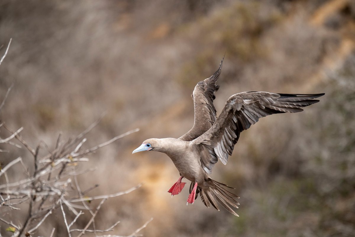 ZENITHTRAVEL1's tweet photo. #Information I The Red-footed Booby is a sea bird native to the Galapagos Islands 🏝️, although it is also found in the Atlantic and Indian Oceans.
.
.
.
#ZenithTravel #ZenithEcuador #touroperators #besttravel #tour #destination #DiscoverEcuador #WelcomeToEcuador #RedFootedBooby https://t.co/TI56UkUzQ0