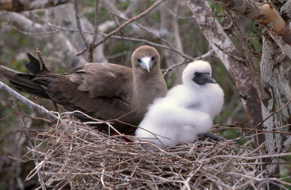 ZENITHTRAVEL1's tweet photo. #Information I The Red-footed Booby is a sea bird native to the Galapagos Islands 🏝️, although it is also found in the Atlantic and Indian Oceans.
.
.
.
#ZenithTravel #ZenithEcuador #touroperators #besttravel #tour #destination #DiscoverEcuador #WelcomeToEcuador #RedFootedBooby https://t.co/TI56UkUzQ0