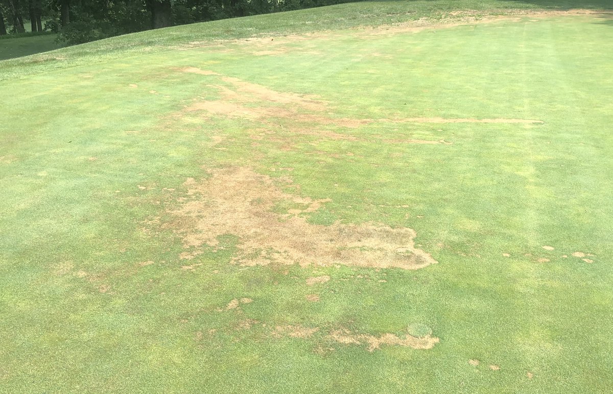 More Pythium blight coming into the Rutgers lab this week than I've seen in a couple seasons. Hammer time⚒️⚒️⚒️
njaes.rutgers.edu/plant-diagnost…