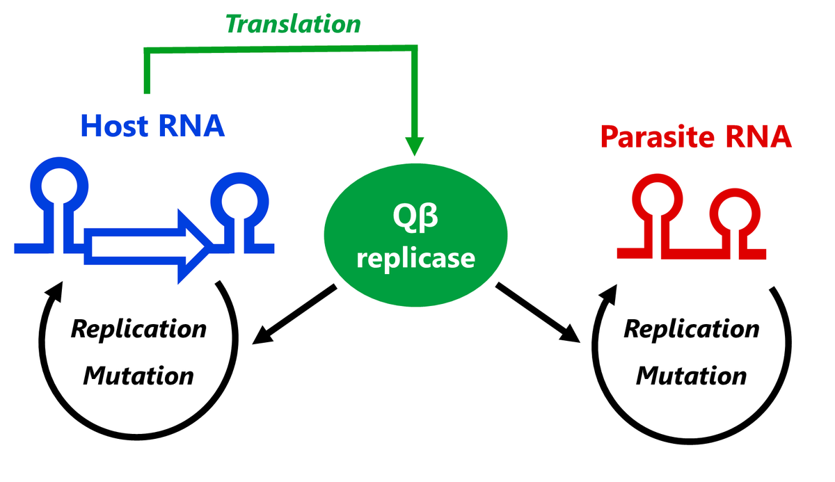 Our system has two types of RNA replicators - host and parasite. The host RNA provides an RNA replicase for its replication, but freeriding parasitic RNAs emerge through replication errors. Then host-parasite warfare starts, competing for limited amount of the replicase. (2/8)