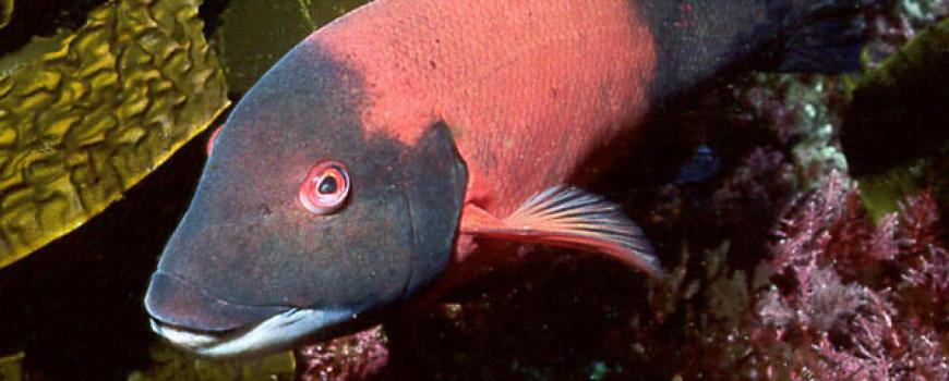 slziegler220's tweet photo. Our #whatfishwednesday is a sport fish found in the eastern Pacific.
It has a characteristic white chin and protruding canine teeth that allow it to pry hard shelled prey (urchins, lobsters, molluscs) from rocks.
Any guesses?
Answer reveal at 3pm ET/12pm PT.
📷: @CASeaGrant https://t.co/cab8A3VUkP