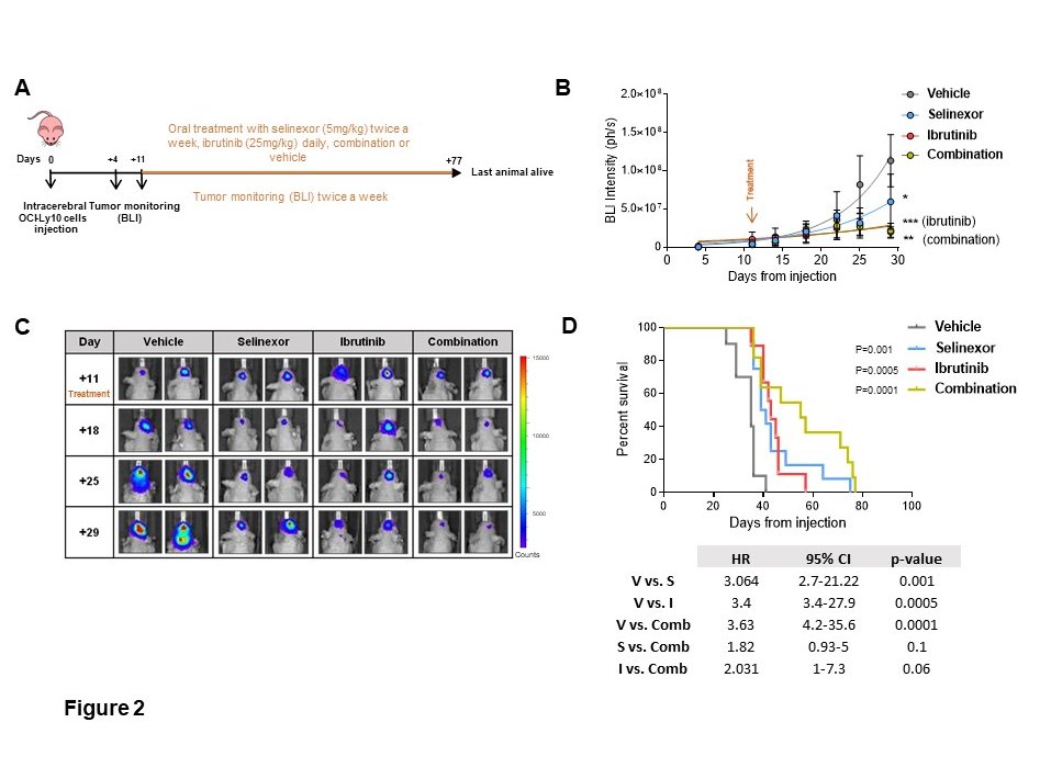 Cytotoxic and immunomodulation in #PCNSL after BTK and XPO1 inhibition in xenograft mouse models. Our latest research published in @JNeurooncol available here rdcu.be/b5JZK #openaccess @VHIO @Hemato_Vhebron