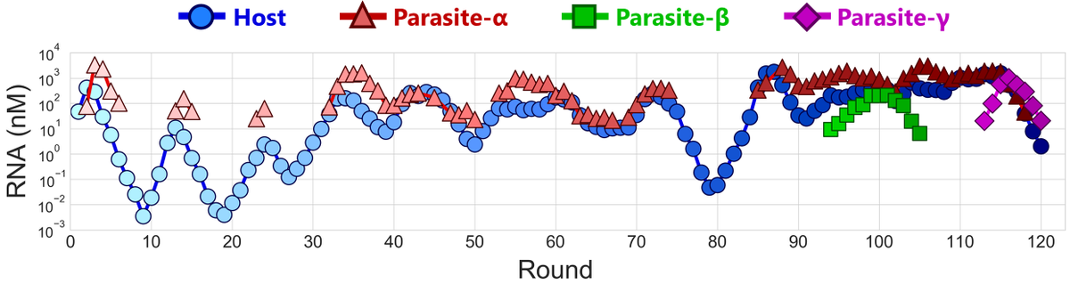 The host-parasite population exhibited prey-predator-like oscillation dynamics during the experiment. Interestingly, the oscillation pattern changed through evolution, and finally new parasitic RNA species appeared in the later stage of evolution. (4/8)