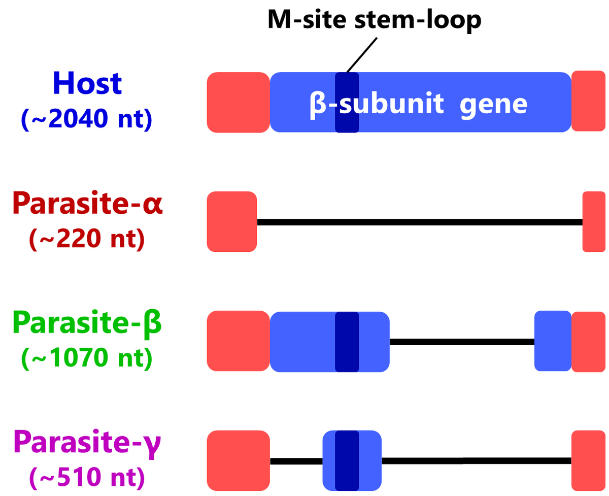 The original parasite was a short RNA optimized for rapid replication similar to famous Spiegelman's Monster ( https://en.wikipedia.org/wiki/Spiegelman%27s_Monster). Surprisingly, new parasites became much longer with a part of evolved hosts, probably for better recognition by evolved replicase. (5/8)