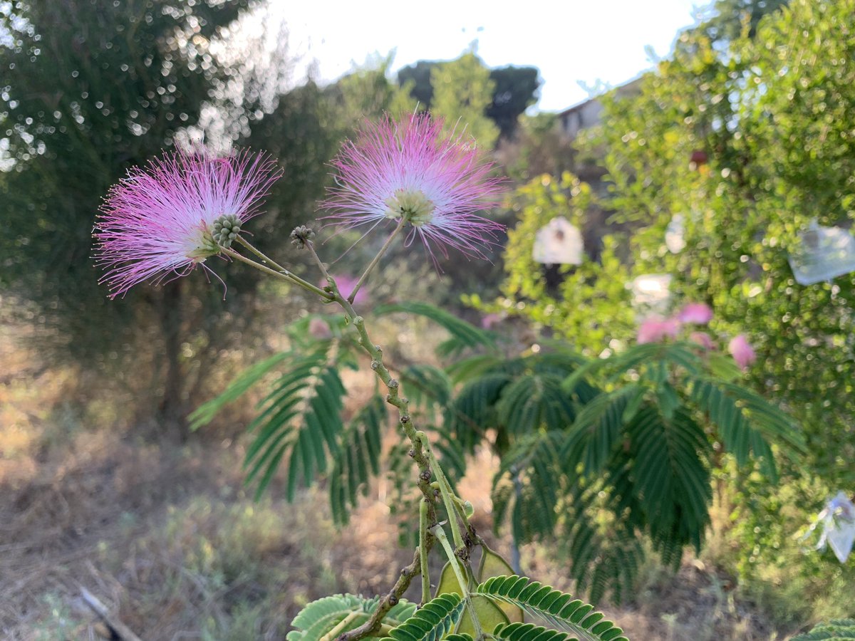 ReForest_Earth's tweet photo. You know itโs summer when the #albizia trees are in flower. Otherwise know as the #persiansilktree tree or #mimosatree, this #nitrogenfixing #pioneertree is native to southwestern and Eastern Asia. Itโs flexible in its soil and water requirements making it easy to grow and ... https://t.co/0ELhLjKFJZ