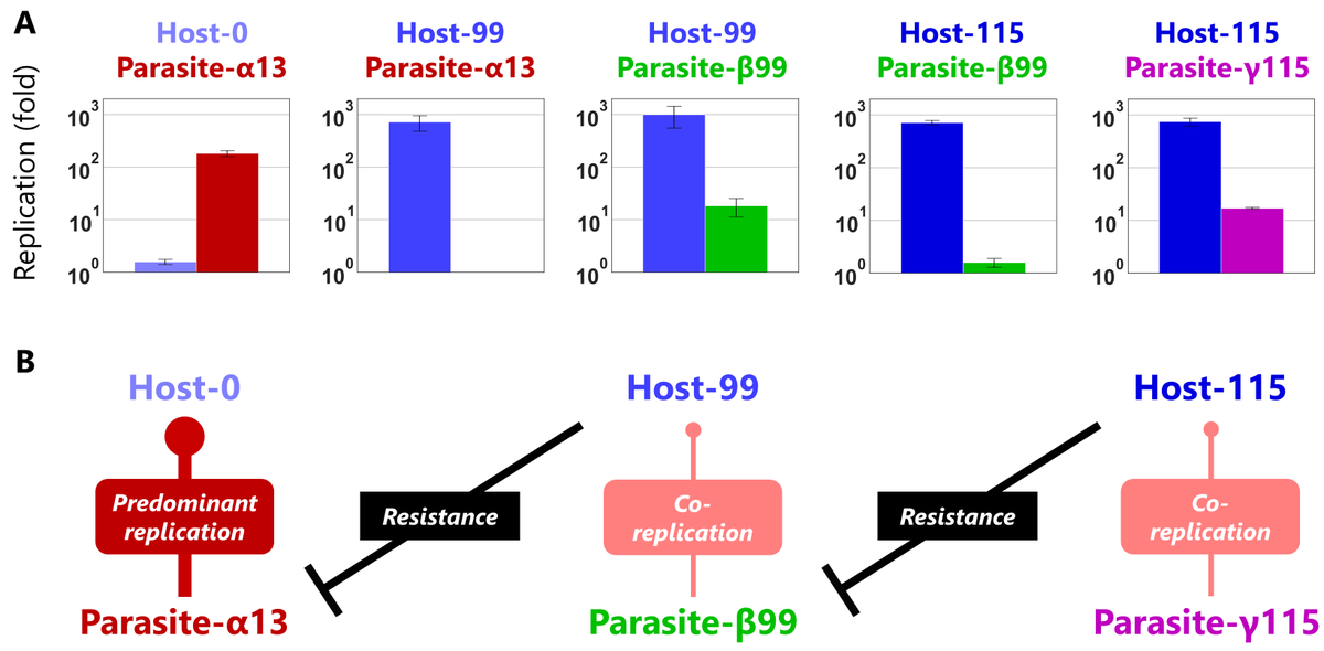 Finally we cloned some host and parasite RNAs and did competitive replication assay. The result was striking, the host and parasitic RNA repeated clear antagonistic coevolution. This arms-race would be one of the driving force to make molecules evolve towards complexity. (8/8)