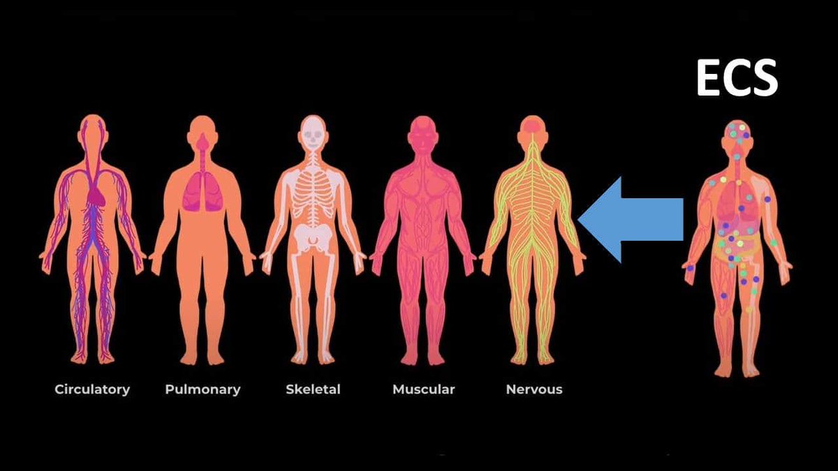 All junior doctors are taught about the various systems of the body....we have all been taught a bit about what these do in science lessons in school. But the one system which helps regulate and keep all the other systems working in harmony is not taught?Continued in comments