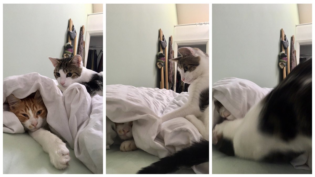 Mathematicats's tweet image. A story in three parts... hehehe 😹😹😹