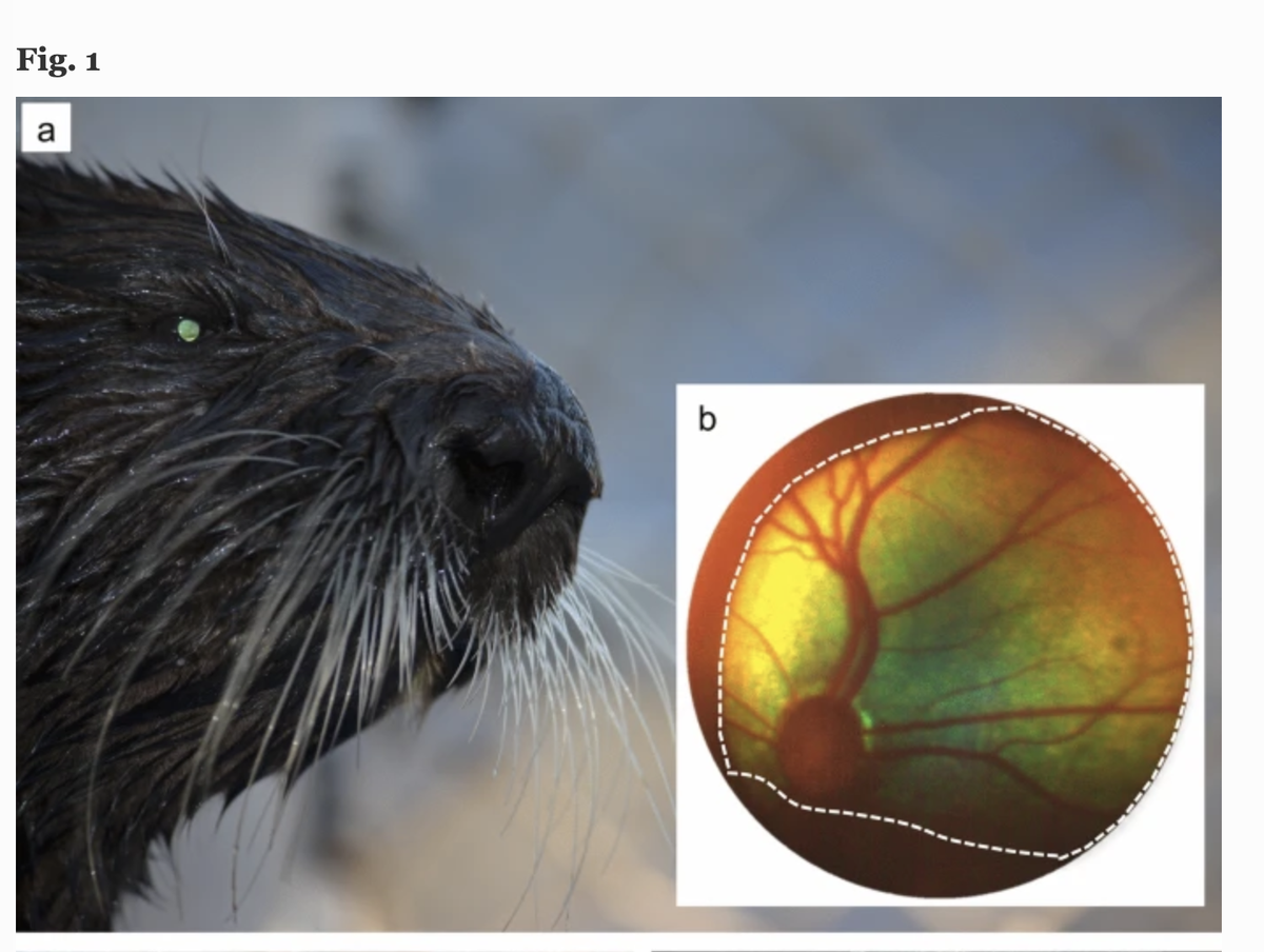 KarliRChudeau's tweet photo. For @womeninmmsci Wednesdays, shout-out to Sarah McKay Strobel on her pub about sea otter eye adaptations! #SeaOtters are way more than adorable (yet devilish) ocean floofs-they have multiple adaptations to have clear vision under &amp; on top of the water!  
https://t.co/mItYvDf6Ax https://t.co/d2yI2nXcl3
