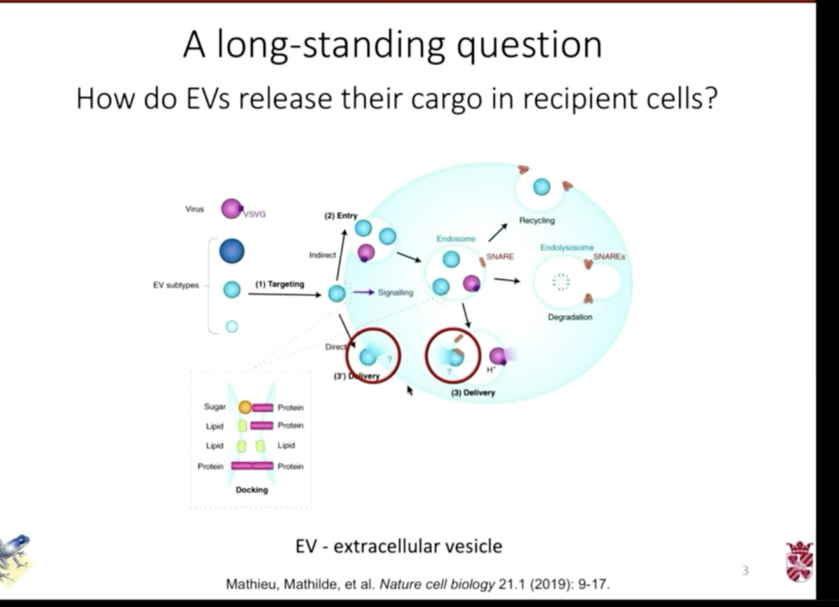 rnomics's tweet photo. Top #tweeted #RNA list story: @KennethWWitwer: 'Bhagyashree Joshi @BSJOSHI_ is our next #FeaturedAbstract award winner and asks an important question about #ExtracellularVesicles #ISEV2020 ' https://t.co/VkdVzwqRHV, see more https://t.co/QRe3vIMZc3