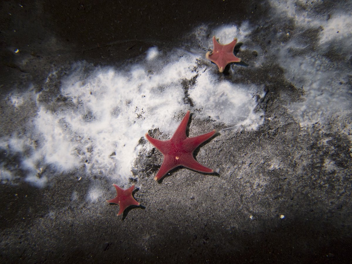 oregonstatenews's tweet photo. Discovery of first active seep in Antarctica by @OregonState researchers provides new understanding of methane cycle: https://t.co/uesRNB8U03 https://t.co/69sPpdGZMB