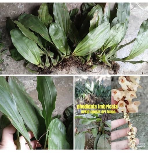 IUCN_Orchids's tweet photo. While the other species pictured may not be #endangered, they are considered ‘less desirable’ historically, indicating that poachers may have exhausted the wild populations of the more ‘attractive’ and desirable #orchids. https://t.co/ECStVpXdCm