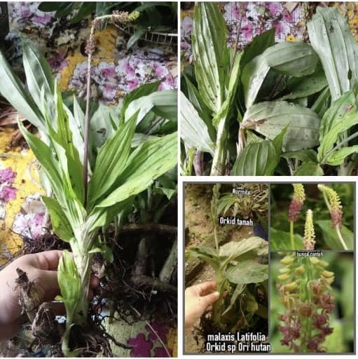 IUCN_Orchids's tweet photo. While the other species pictured may not be #endangered, they are considered ‘less desirable’ historically, indicating that poachers may have exhausted the wild populations of the more ‘attractive’ and desirable #orchids. https://t.co/ECStVpXdCm