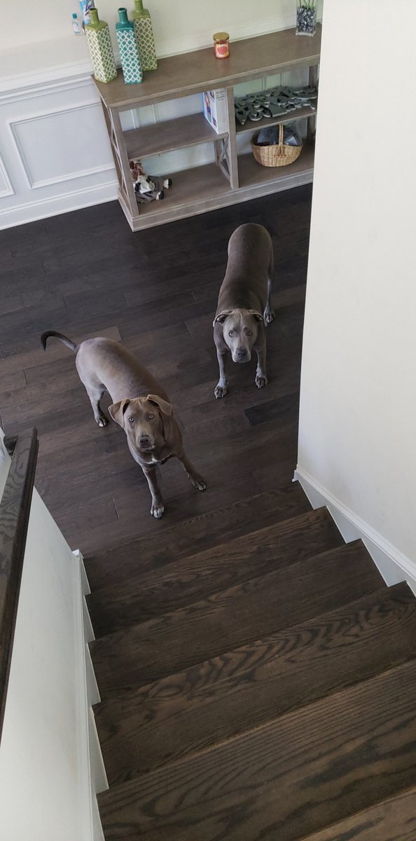 TheRealSharpzz's tweet photo. @Teeqo Blue pit/lab 
Doberman/blue pit https://t.co/ZPOfFUwyNg