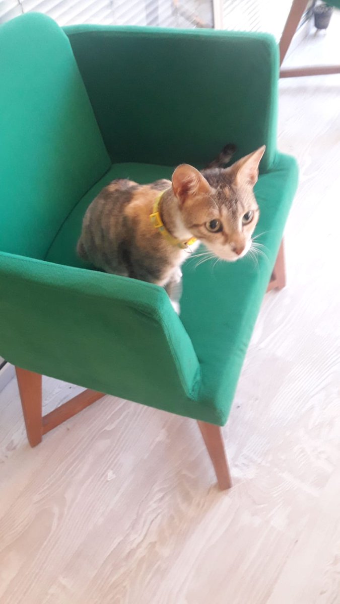 onuruumm's tweet photo. Adapazarı çark caddesi Gökalp sokakta tasmalı bir kedi bulunmuştur . Lütfen paylaşalım. #adapazari #çarkcaddesi #kayipkedi    #KAYIP https://t.co/21pPgP3tHq