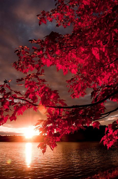 3D2023's tweet photo. The red sun  Beautiful 
Good night  ❤❤❤❤ https://t.co/k8nNIhSha2