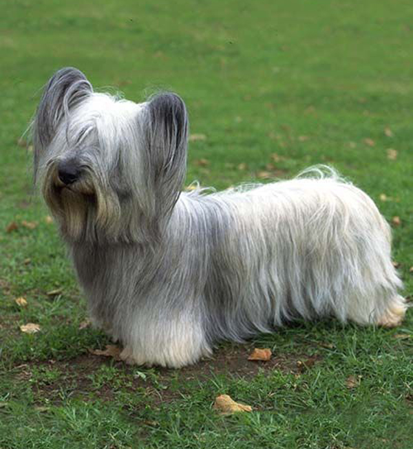 The Democrats are running a cargo-cult campaign.They're like Stone Age people who saw a political campaign, had no idea what it meant, and are trying their best to copy it.My brother worked with a woman who had a Skye terrier.
