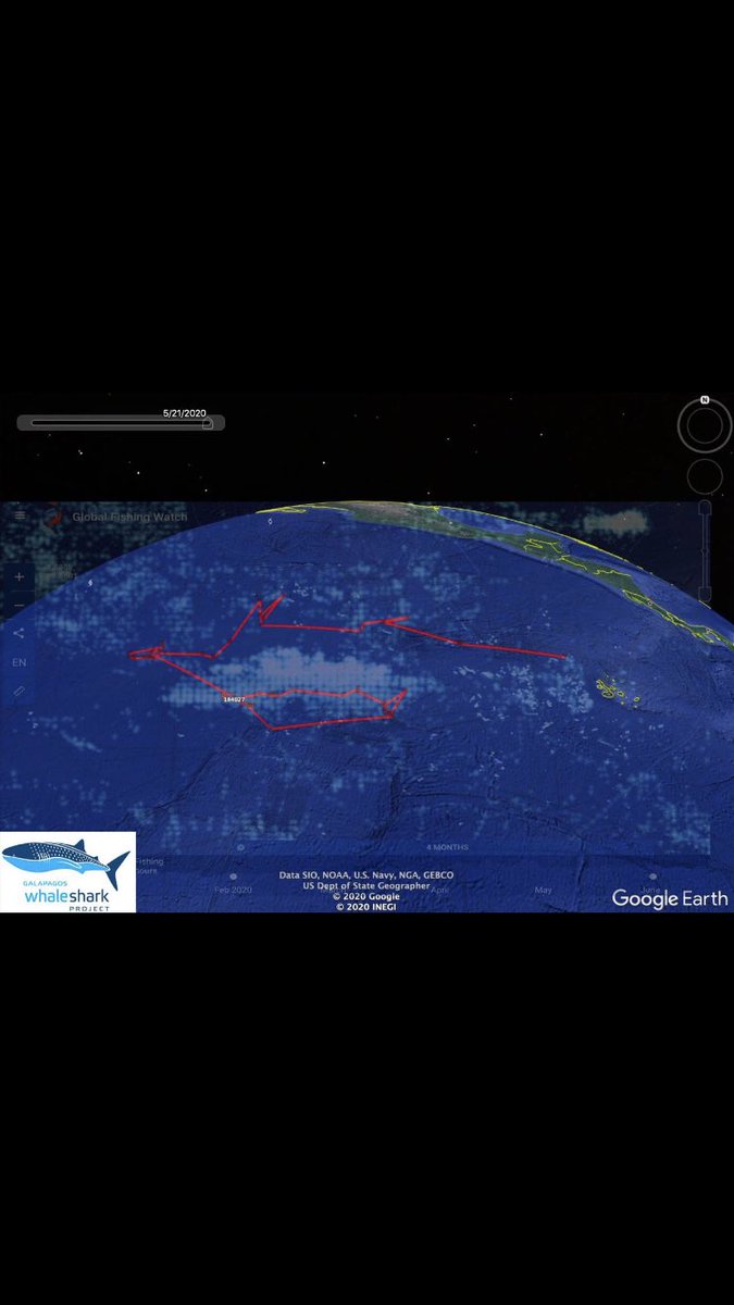 normanwray's tweet photo. Datos desgarradores: Esperanza, tiburón ballena: marcada 09/2019. Dejó de transmitir 05/2020. 280 días transmitiendo. Entre ZEE y RMG insular. Puntos blancos flota china, coincidencia? Info: Jonathan Green y Alex Hearn. https://t.co/1lF3m5XtTS